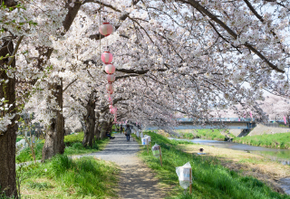 黒目川花まつり